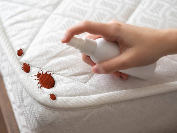 Best Flea Control Services  in Oak Hill, FL